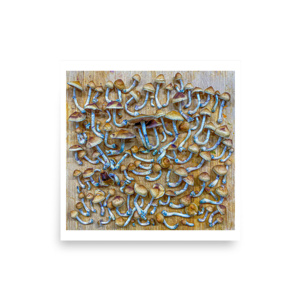 _Portrait of a Mushroom #9 - Art Print