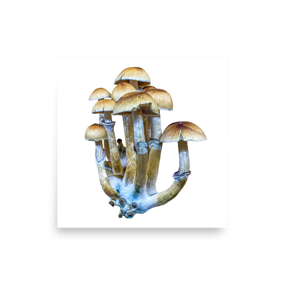 _Portrait of a Mushroom #8 - Art Print