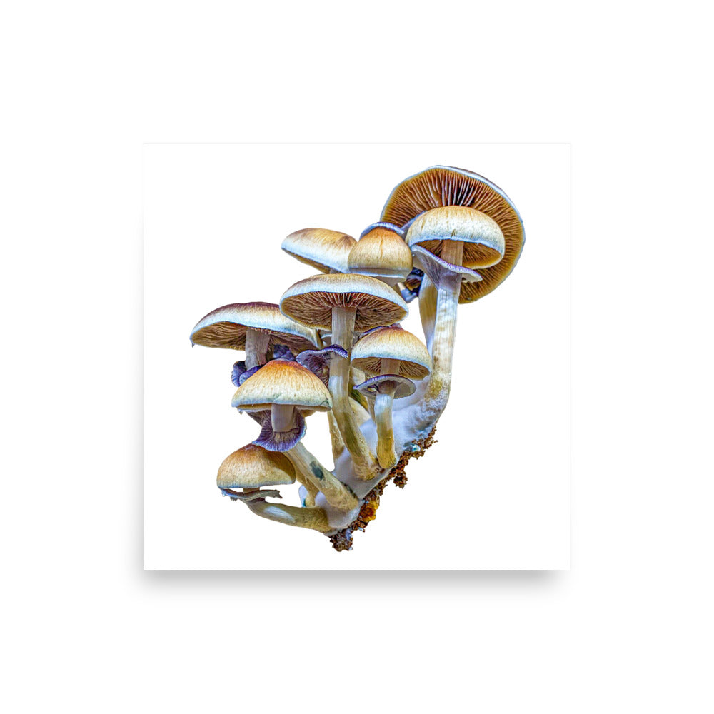 _Portrait of a Mushroom #3 - Art Print