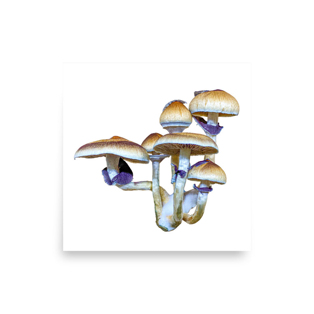 _Portrait of a Mushroom #5 - Art Print
