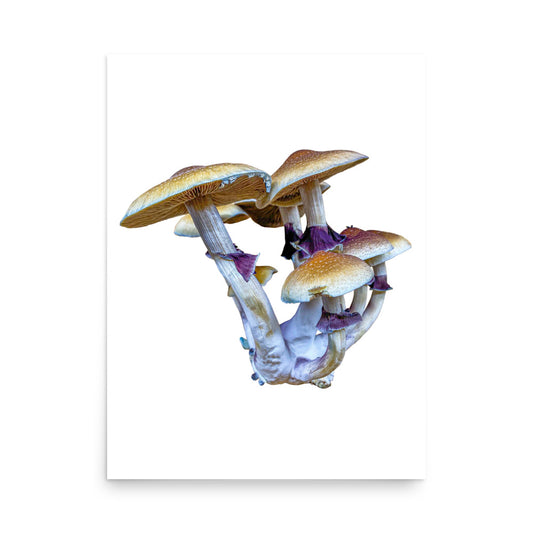 _Portrait of a Mushroom #6 - Art Print