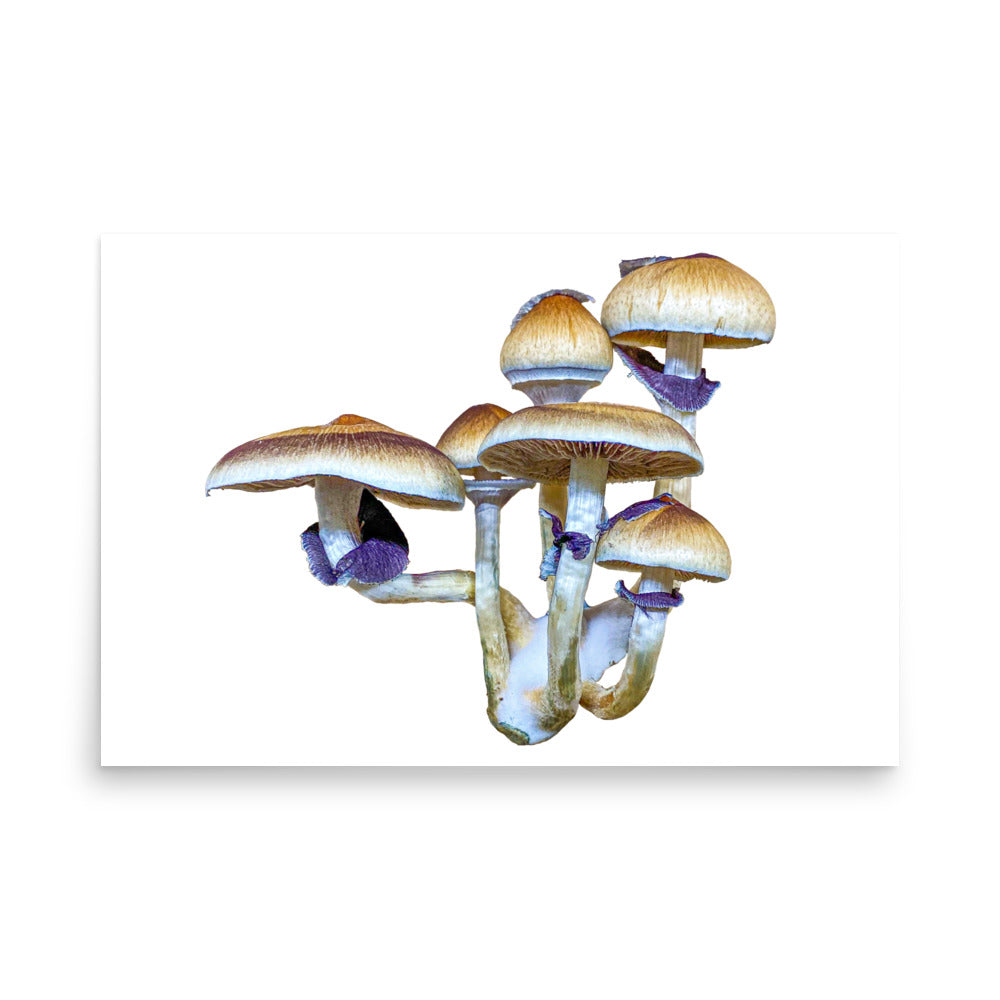 _Portrait of a Mushroom #5 - Art Print