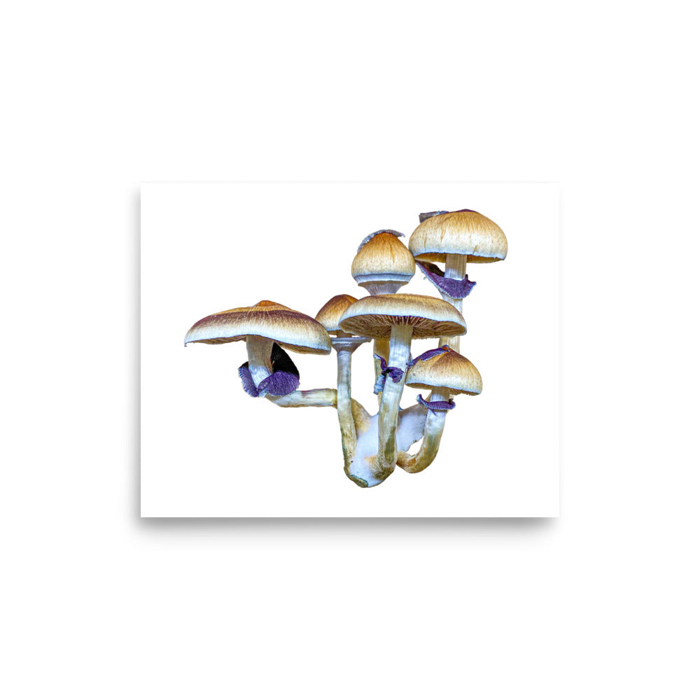 _Portrait of a Mushroom #5 - Art Print