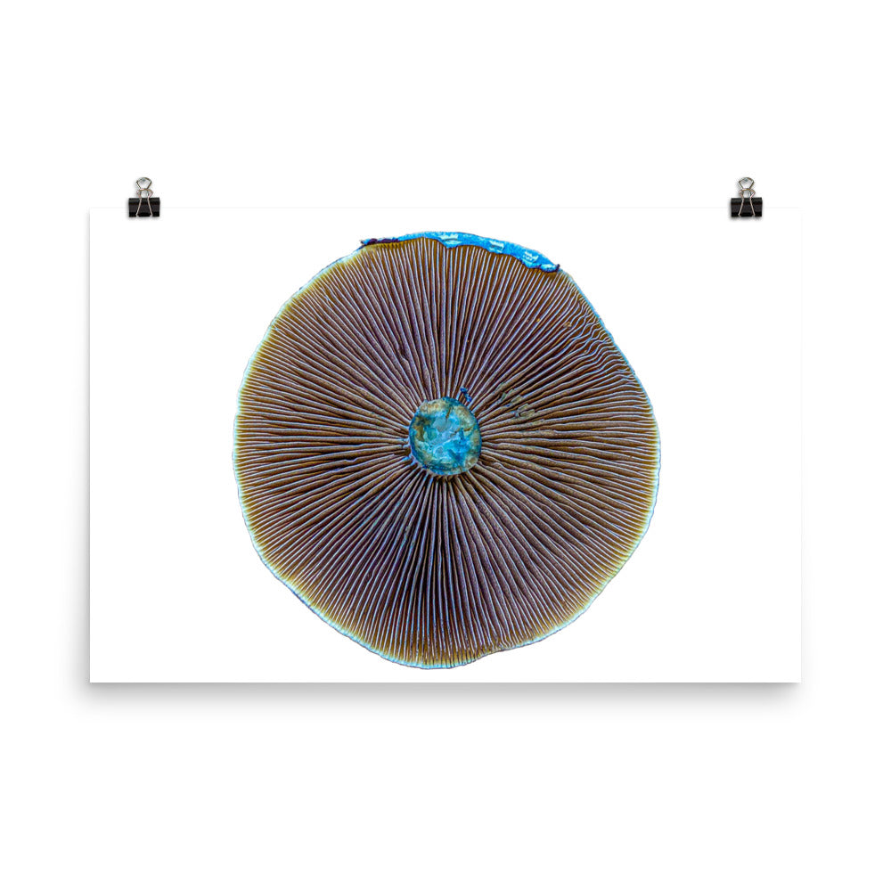 _Portrait of a Mushroom #1 - Art Print
