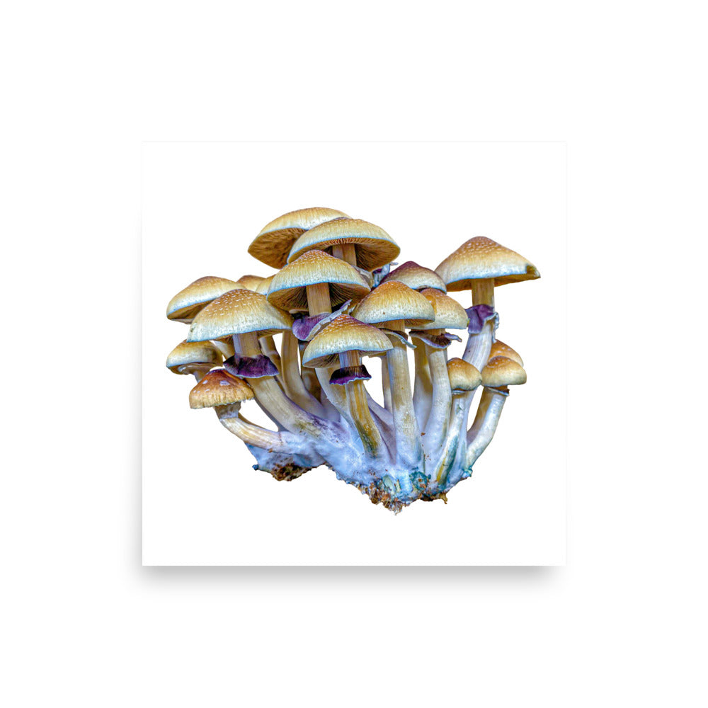 _Portrait of a Mushroom #2 - Art Print