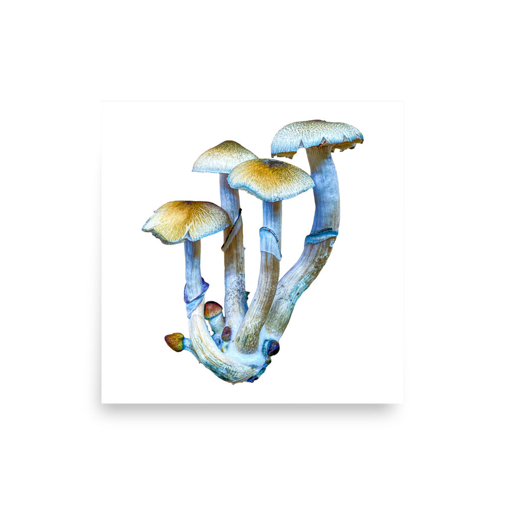 _Portrait of a Mushroom #4 - Art Print