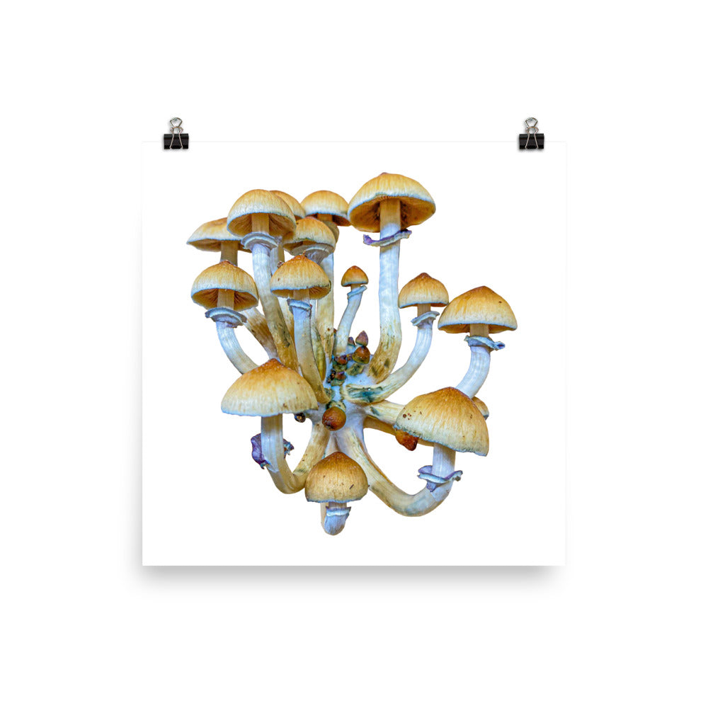 _Portrait of a Mushroom #7 - Art Print