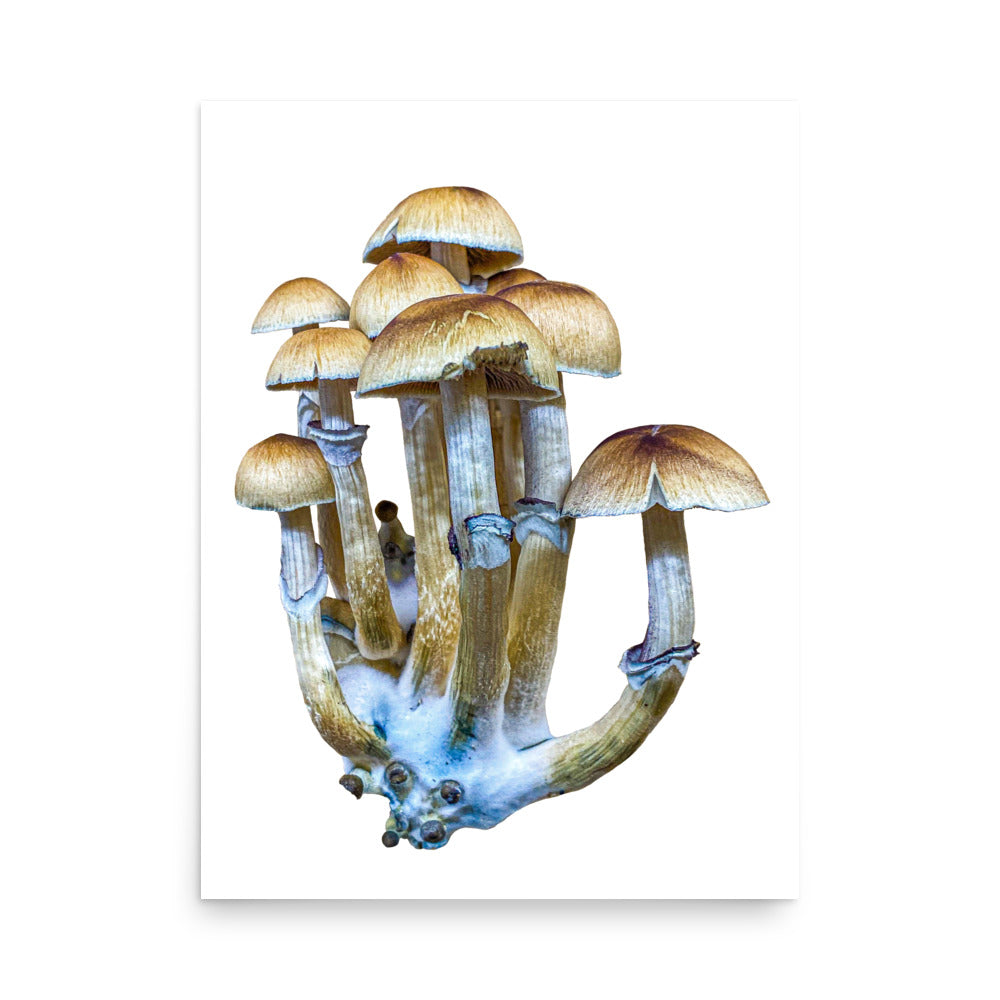 _Portrait of a Mushroom #8 - Art Print