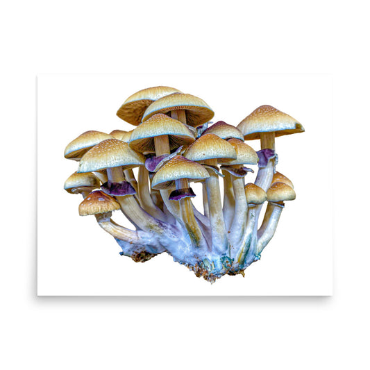 _Portrait of a Mushroom #2 - Art Print
