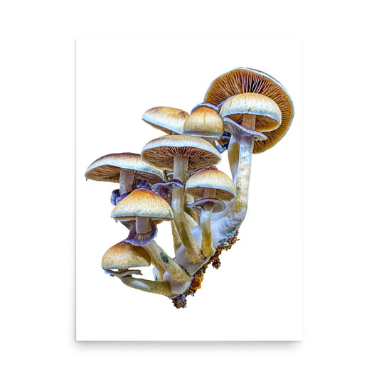 _Portrait of a Mushroom #3 - Art Print