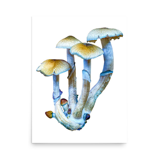 _Portrait of a Mushroom #4 - Art Print