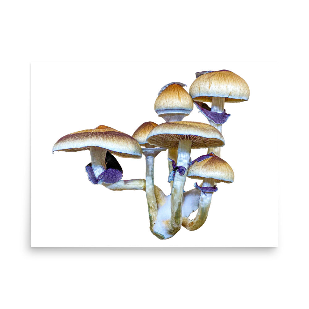 _Portrait of a Mushroom #5 - Art Print