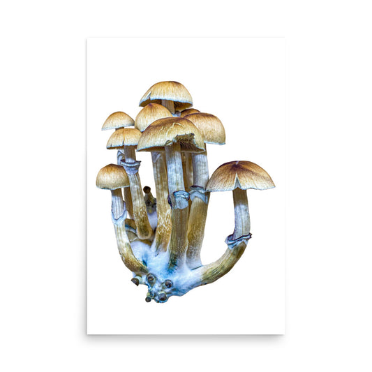 _Portrait of a Mushroom #8 - Art Print