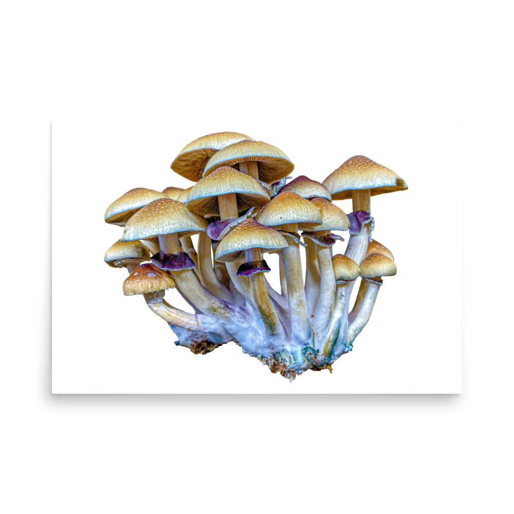 _Portrait of a Mushroom #2 - Art Print