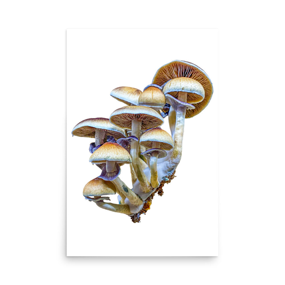 _Portrait of a Mushroom #3 - Art Print