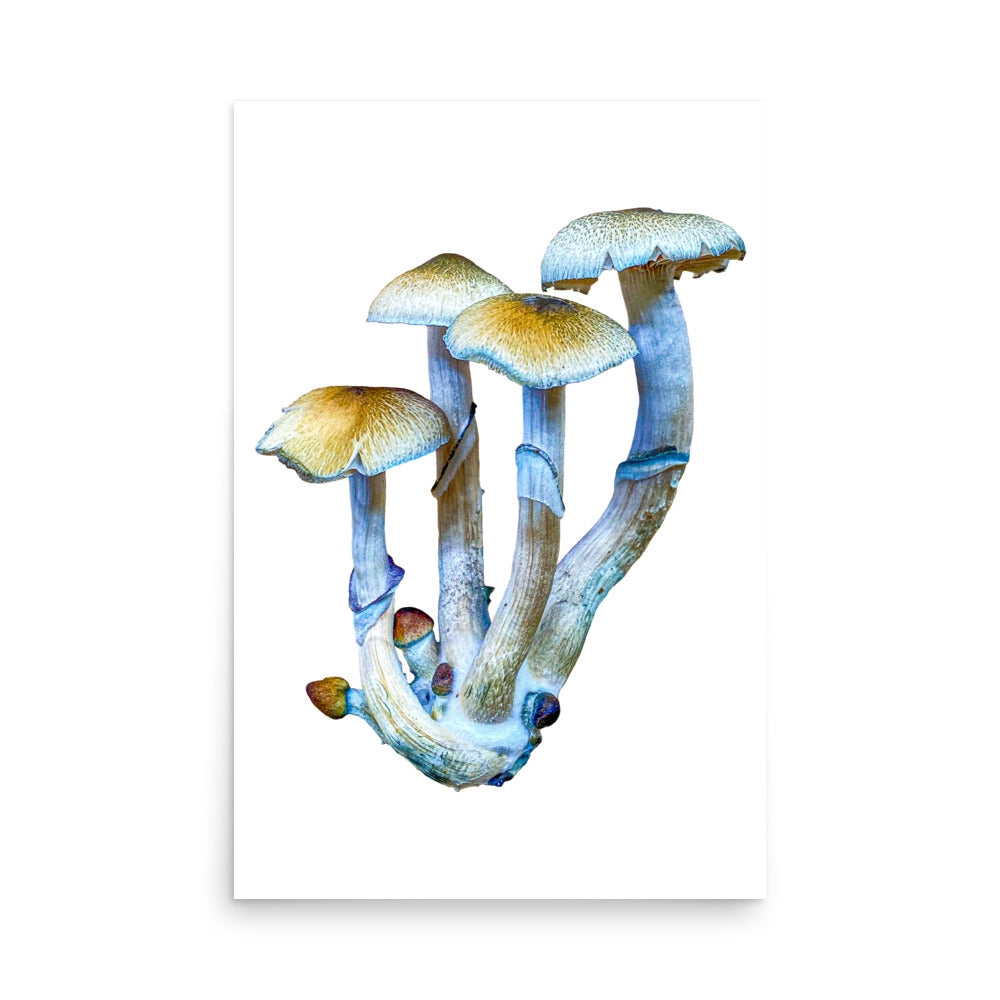 _Portrait of a Mushroom #4 - Art Print