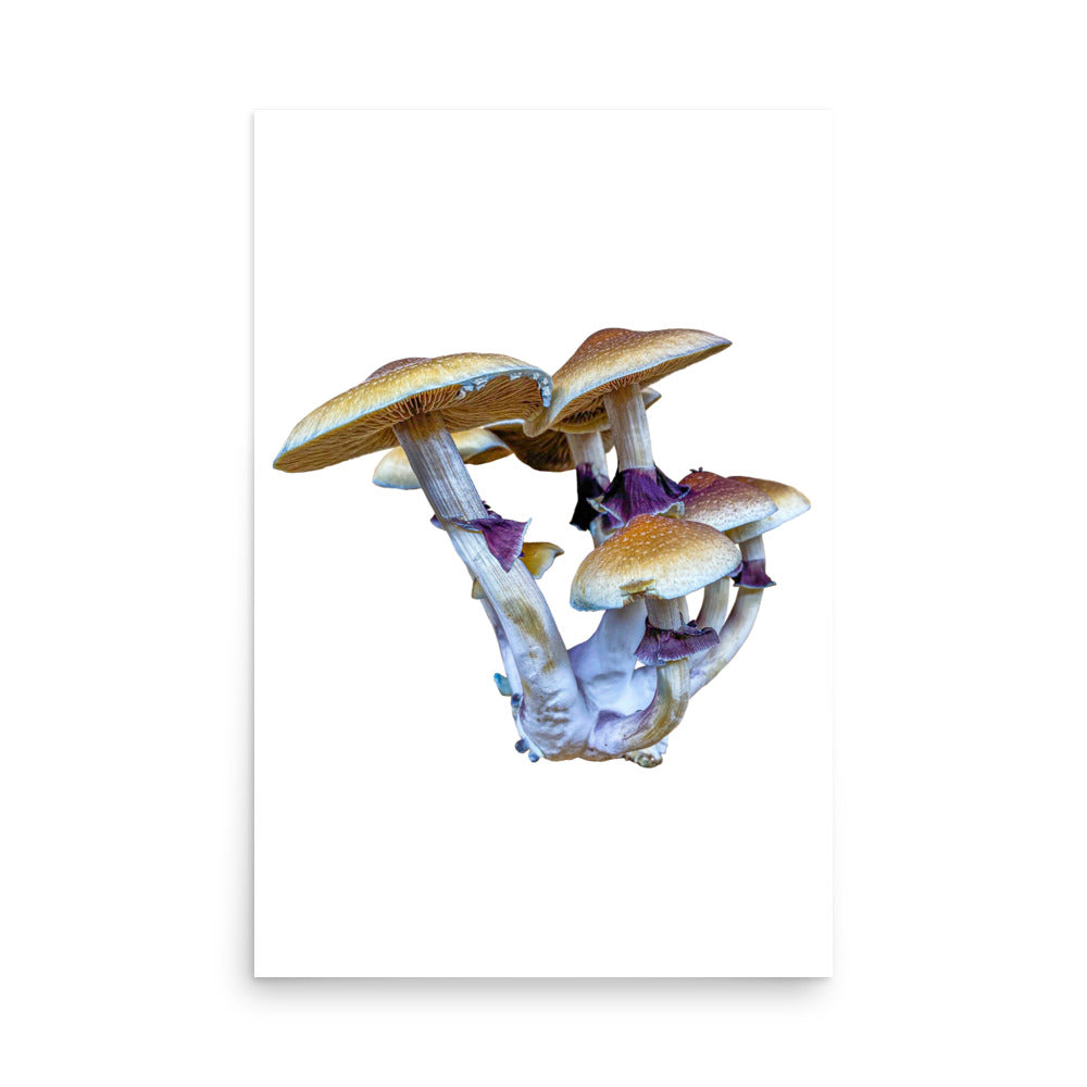 _Portrait of a Mushroom #6 - Art Print