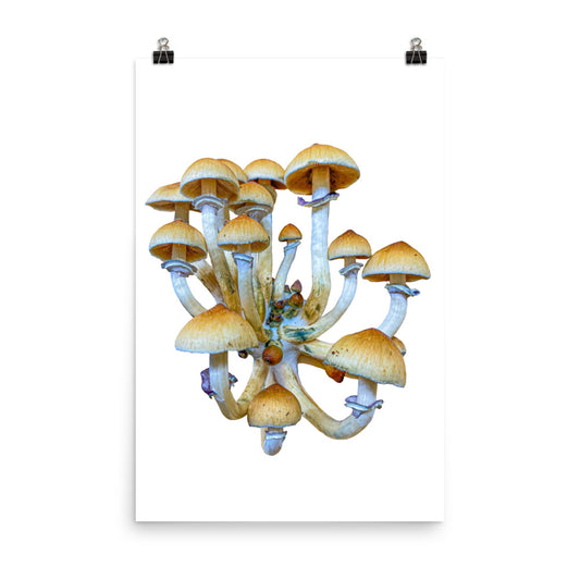 _Portrait of a Mushroom #7 - Art Print