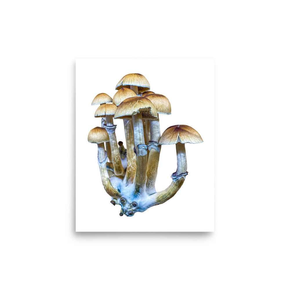 _Portrait of a Mushroom #8 - Art Print