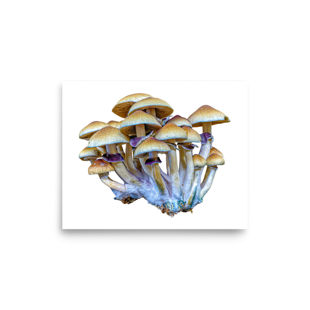 _Portrait of a Mushroom #2 - Art Print