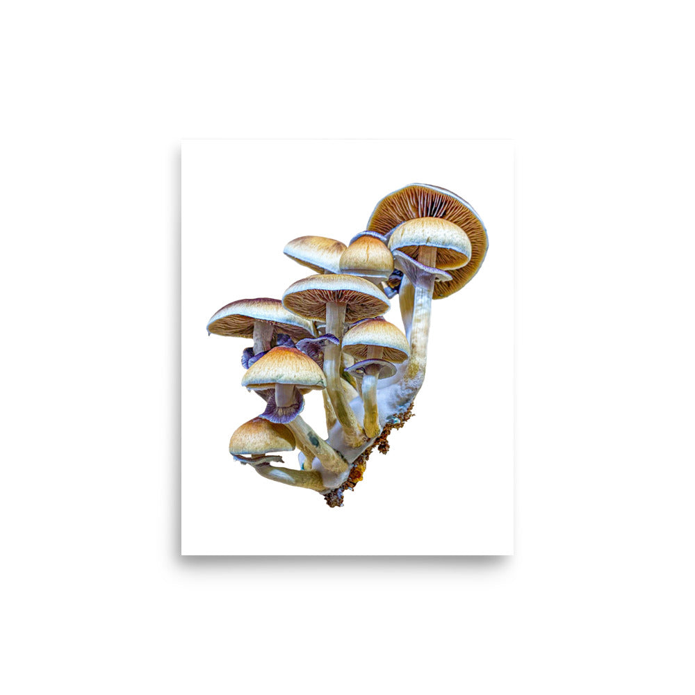 _Portrait of a Mushroom #3 - Art Print