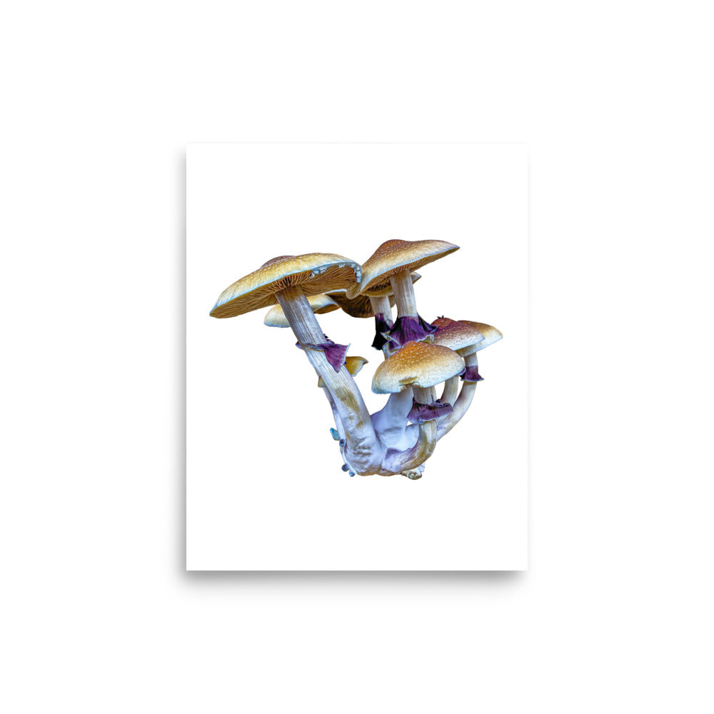 _Portrait of a Mushroom #6 - Art Print