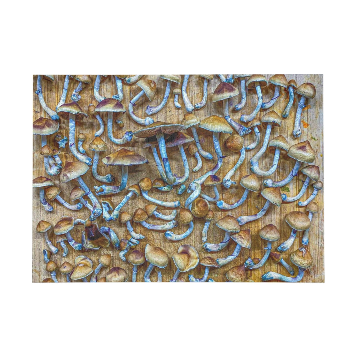 _ Freshly Harvested Mushrooms - Premium Quality Puzzle (96, 252, 500, 1000-Piece)