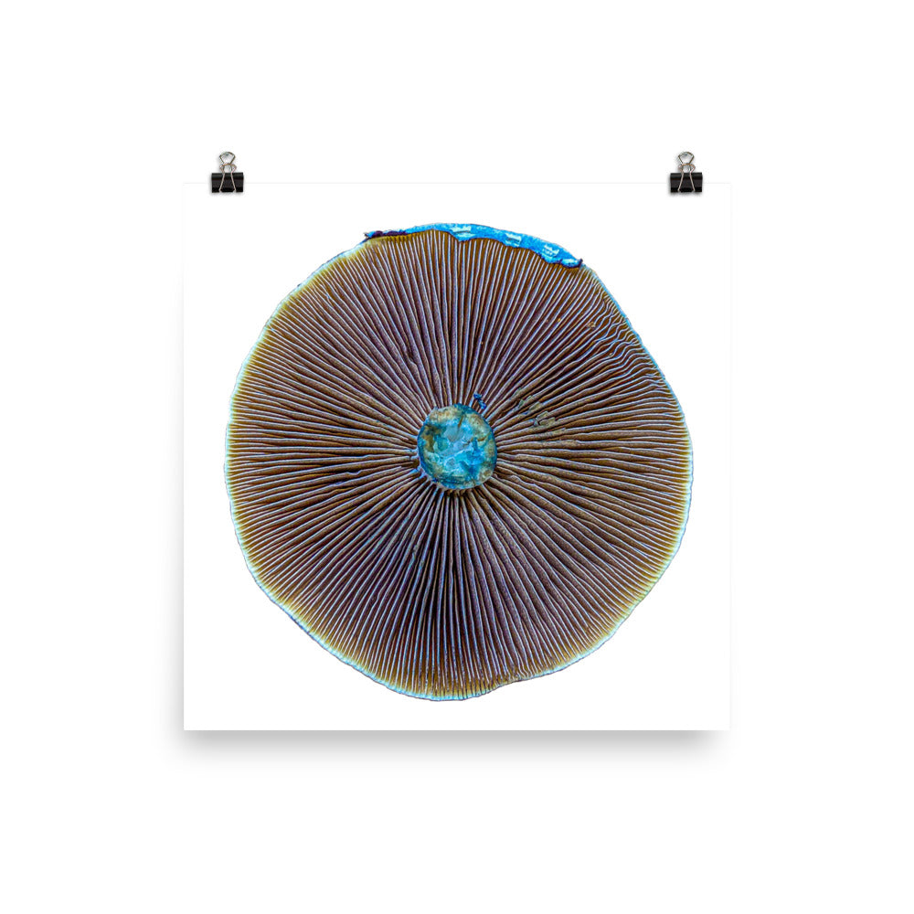 _Portrait of a Mushroom #1 - Art Print